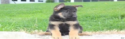 German Shepherd dogs for sale: Erik - Ad 4