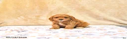 Cavapoo dogs for sale: Milton - Ad 4