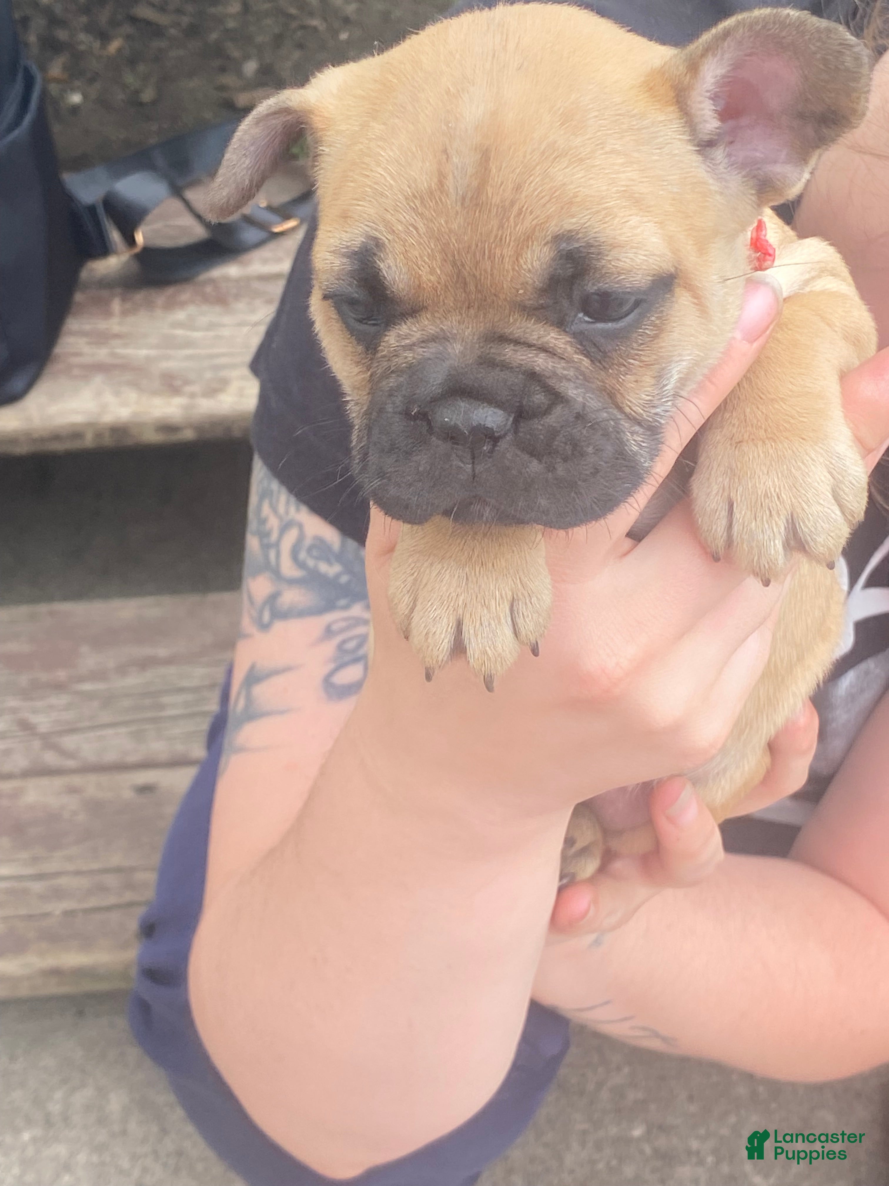 French Bulldog dogs French Bulldog Puppy 3 - Ad 8