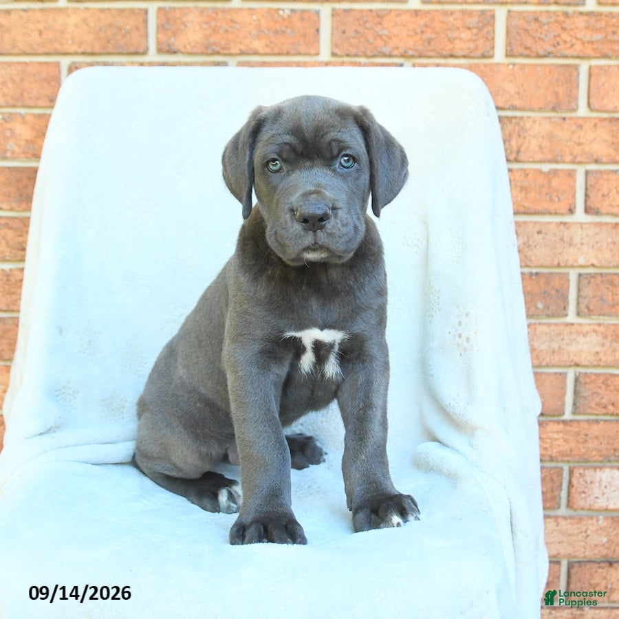 Cane Corso dogs Duke - Ad 1