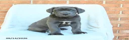 Cane Corso dogs for sale: Duke - Ad 1