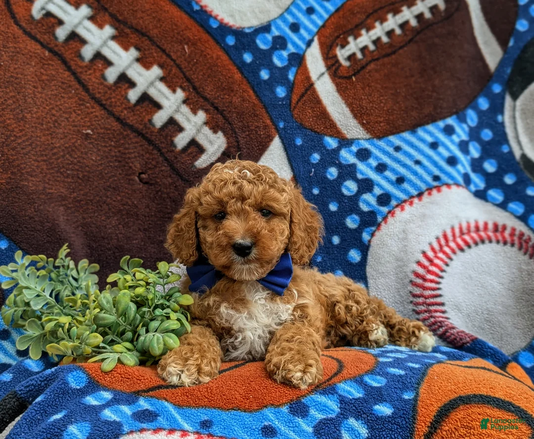 Cockapoo dogs for sale: Nikos Hypoallergenic - Ad 6