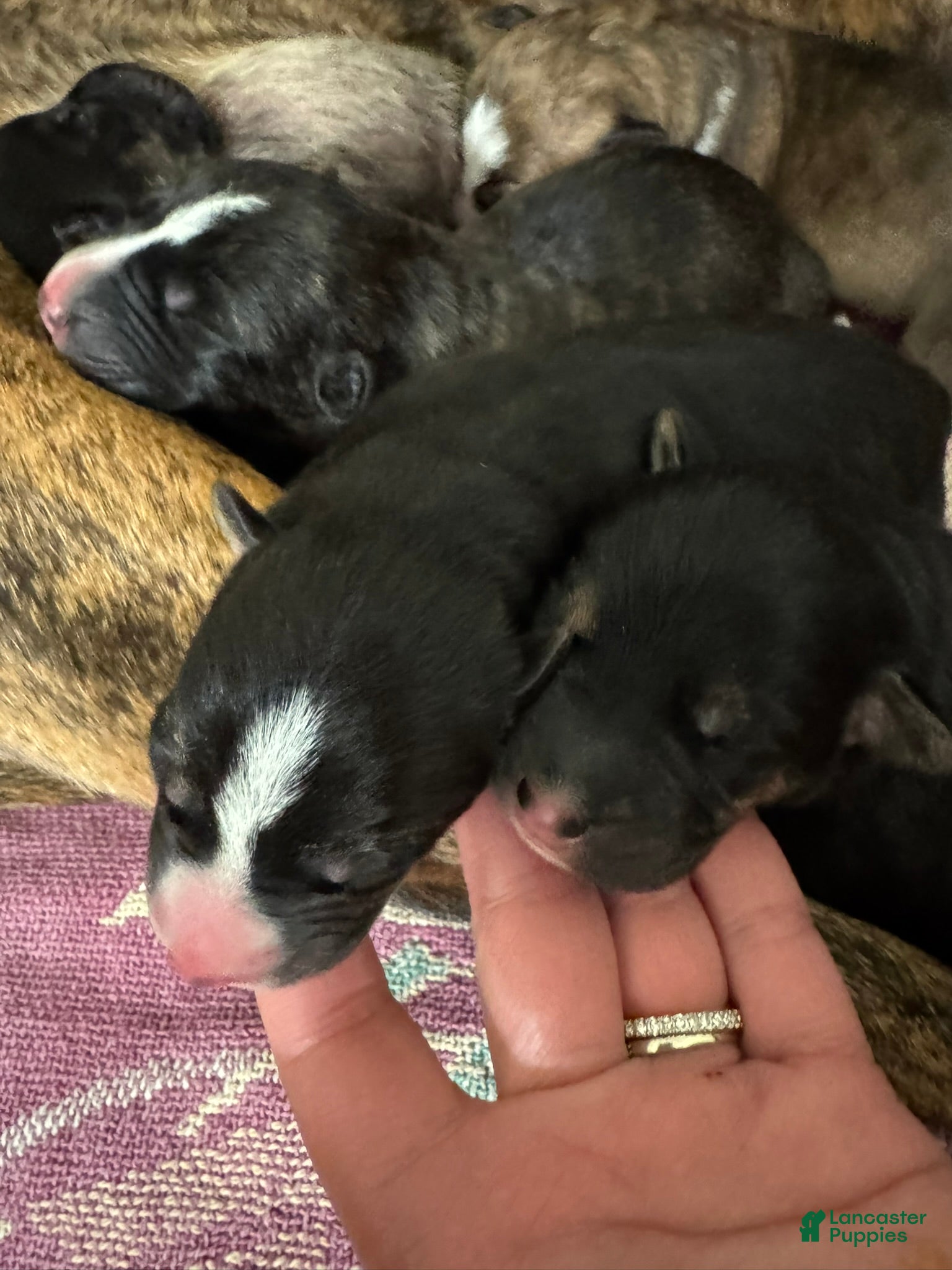 Mixed Breed dogs Gill - Ad 1