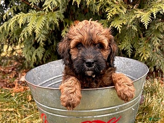 Whoodle dogs Ember - Ad 2