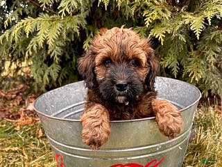 Whoodle dogs Ember - Ad 3