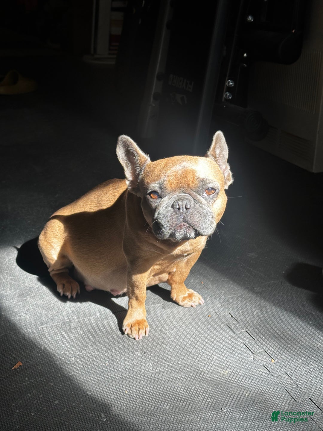 French Bulldog dogs for sale: Tiny - Ad 7
