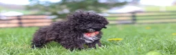 Miniature Poodle dogs for sale: Iris - Ad 4