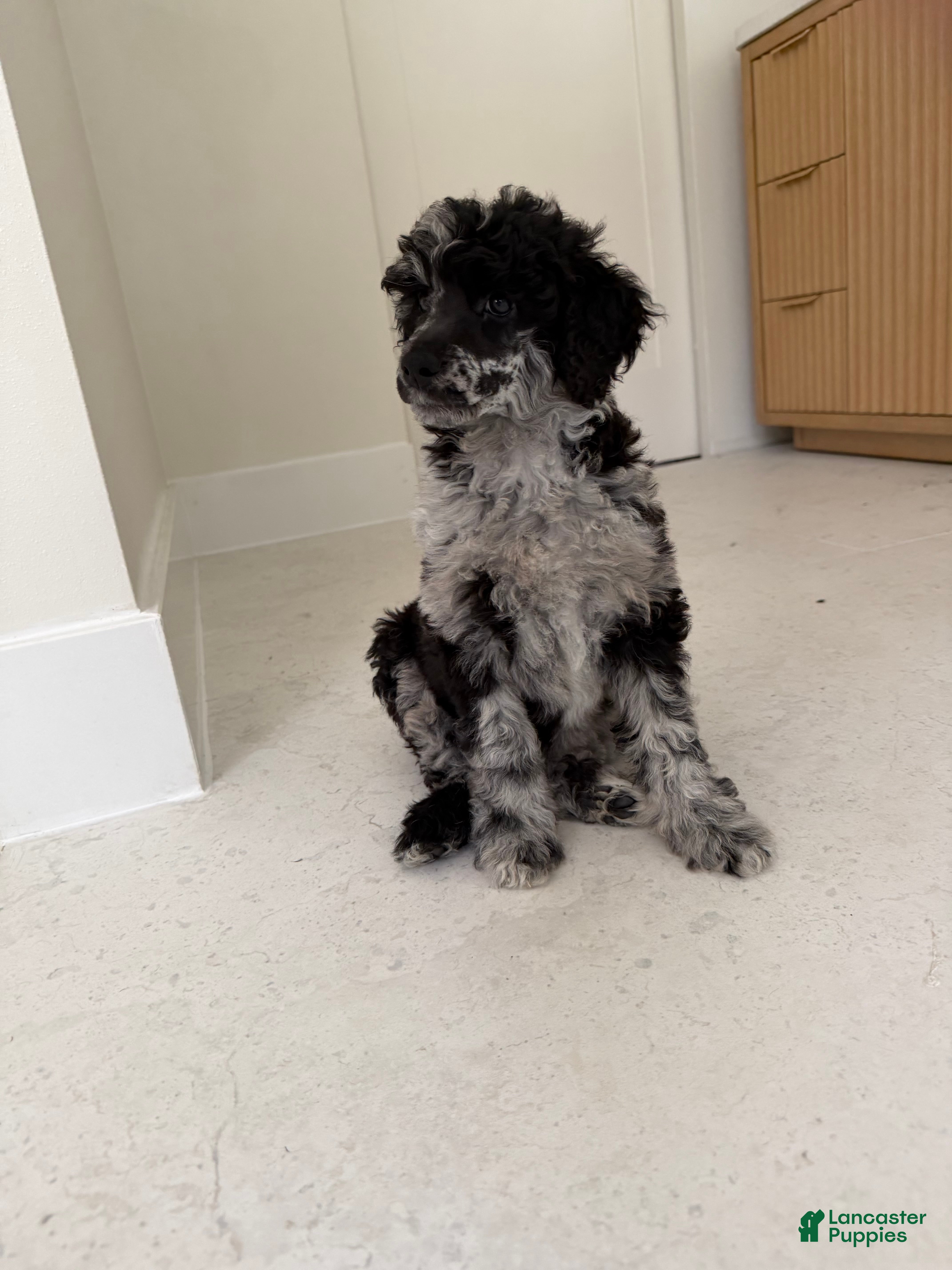 Miniature Poodle dogs Raven  - Ad 1