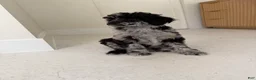 Miniature Poodle dogs for sale: Raven  - Ad 1