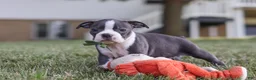 Boston Terrier dogs for sale: Bradie - Ad 13