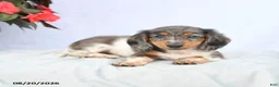 Miniature Dachshund dogs for sale: Hershey - Ad 4