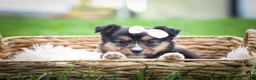 Mixed Breed dogs for sale: Goldie Mae🎀 - Ad 9