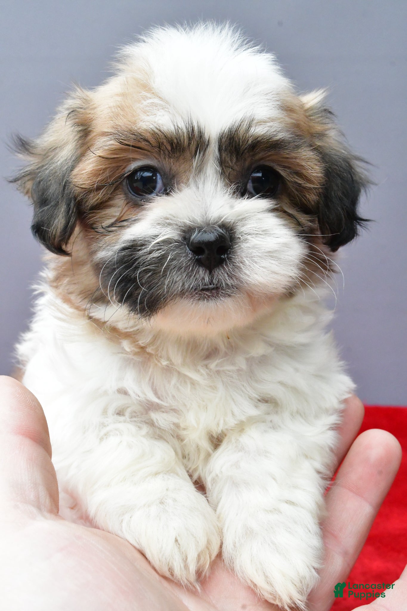 Teddy Bear dogs Tulip - Ad 1