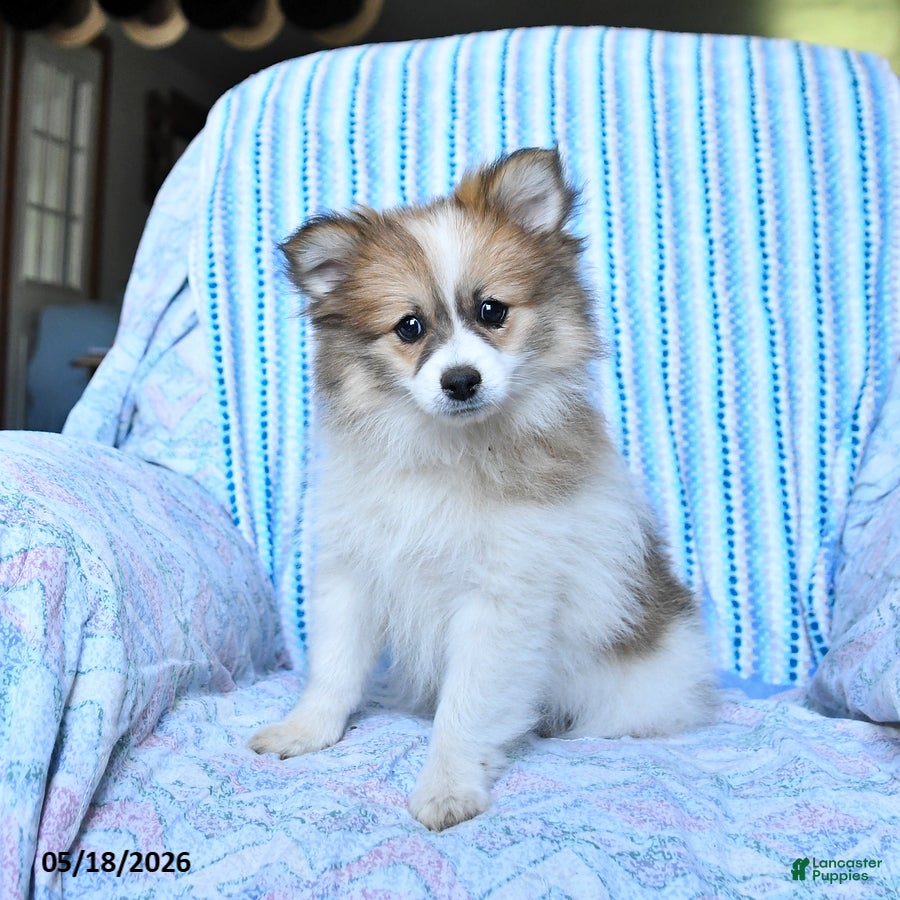 Pomsky dogs Ruby - Ad 1