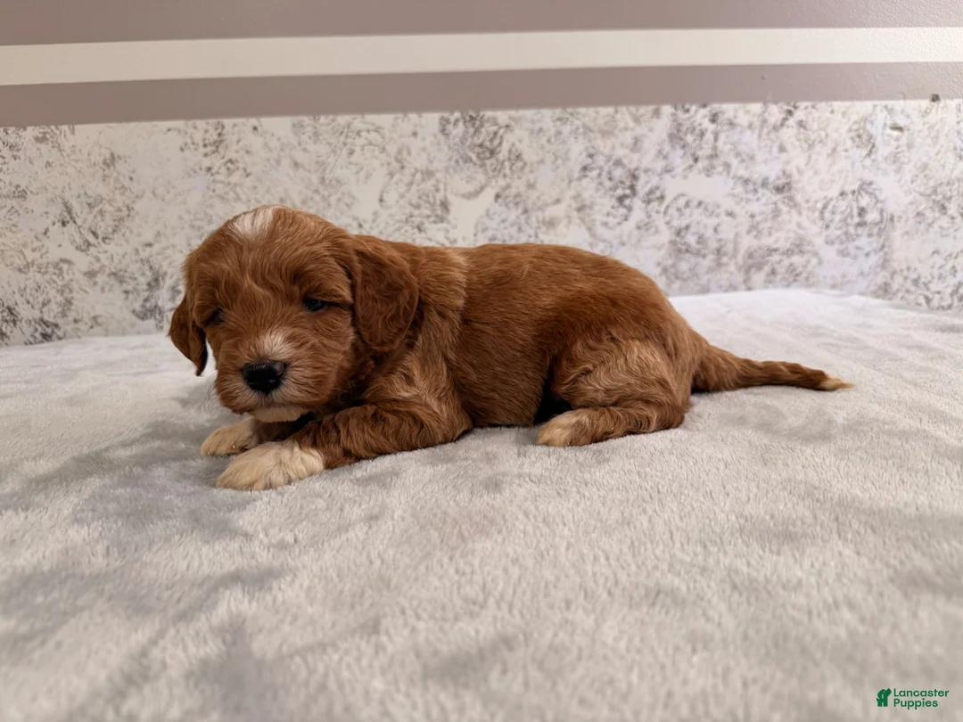 Mini Goldendoodle dogs for sale: Cole - Ad 2