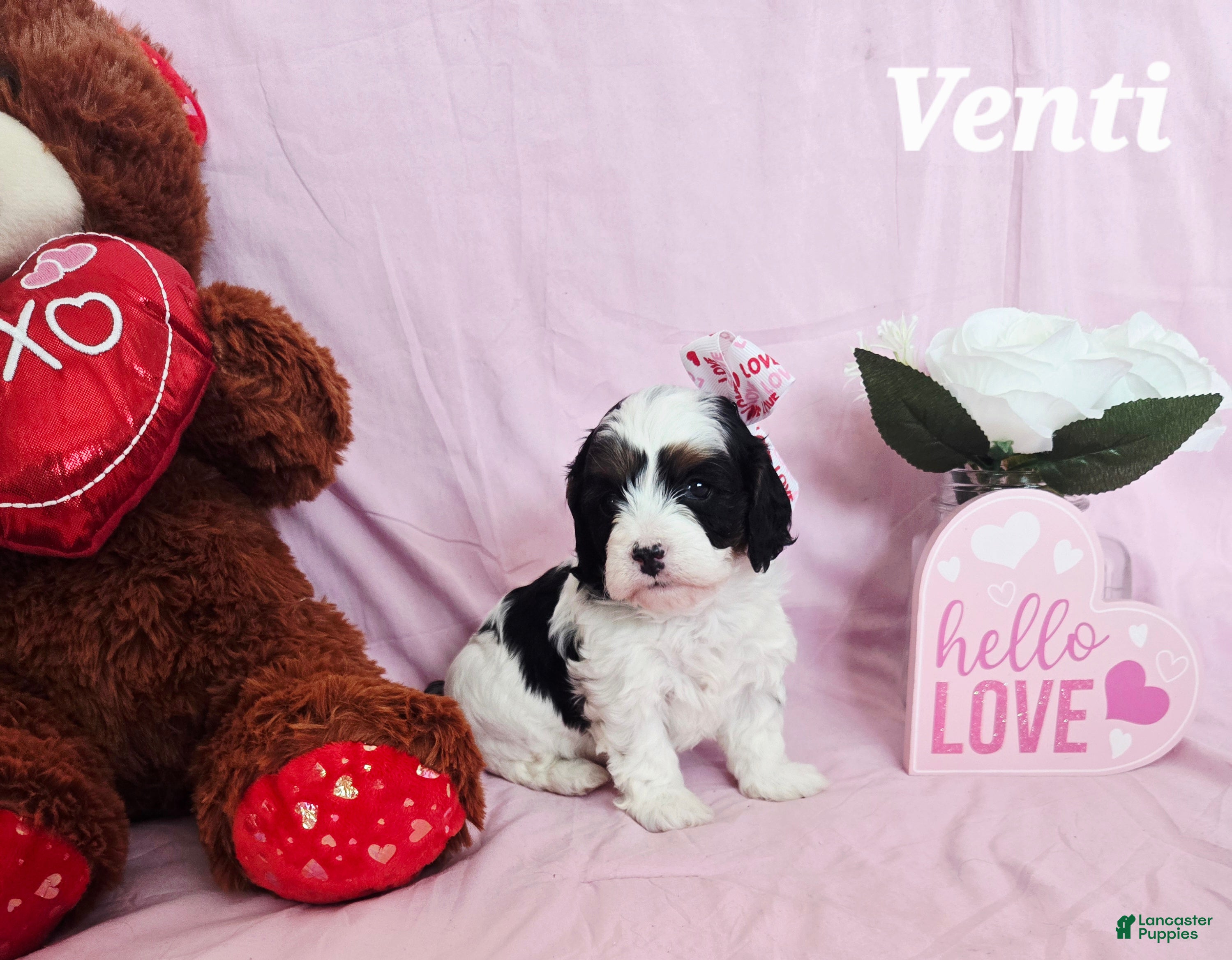Cavapoo dogs Venti - Ad 1