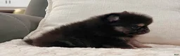 Pomeranian dogs for sale: Shadow - Ad 4