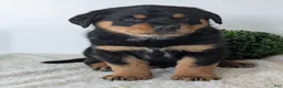 Mixed Breed dogs for sale: Tank - Ad 4