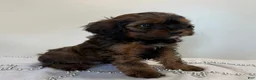 Cavapoo dogs for sale: Coffee Cavapoo  - Ad 3