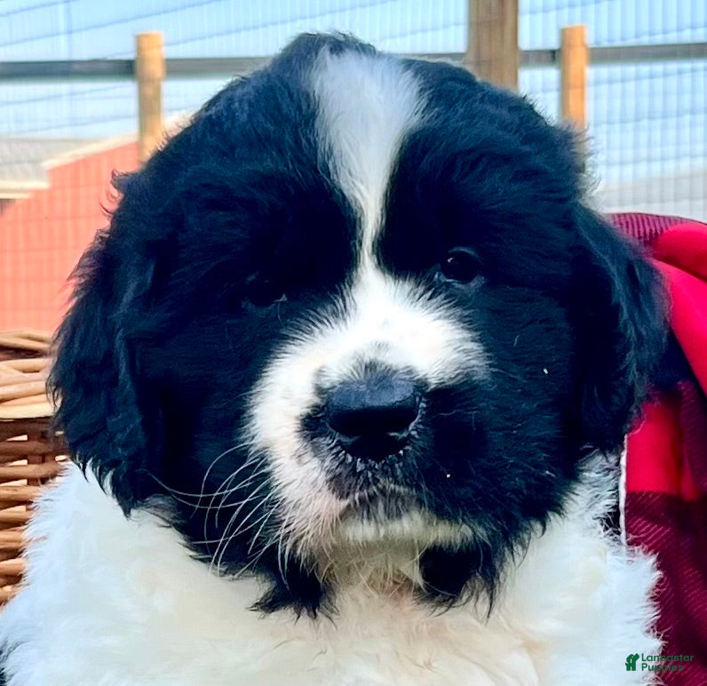 Newfoundland dogs Muffin❤️AKC❤️Genetic Tested - Ad 2