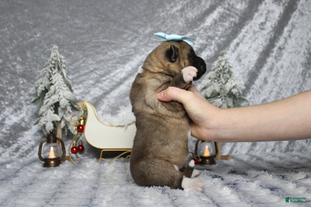 Akita dogs for sale: Jill  - Ad 8