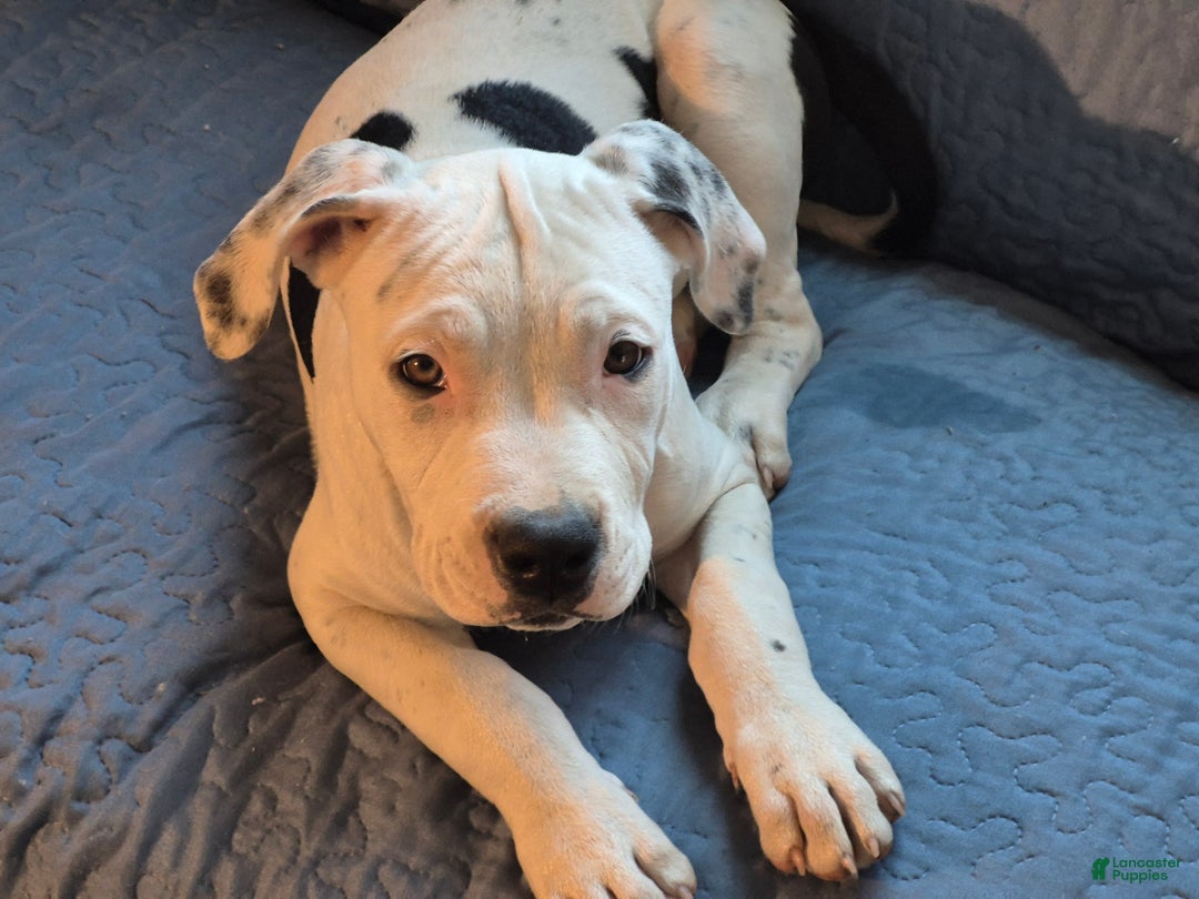 American Pit Bull Terrier dogs for sale: Genghis khan - Ad 2