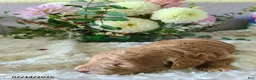 Mini Goldendoodle dogs for sale: Isaac - Ad 7