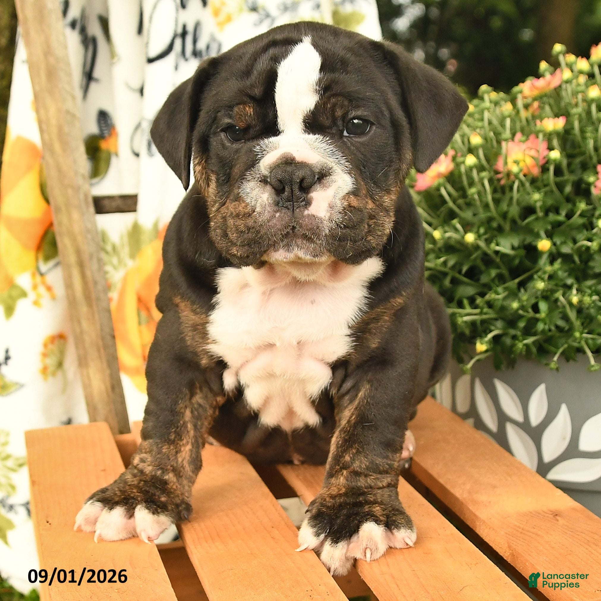 Olde English Bulldogge dogs Garth - Ad 2