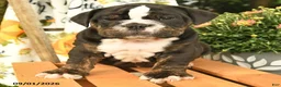 Olde English Bulldogge dogs for sale: Garth - Ad 2