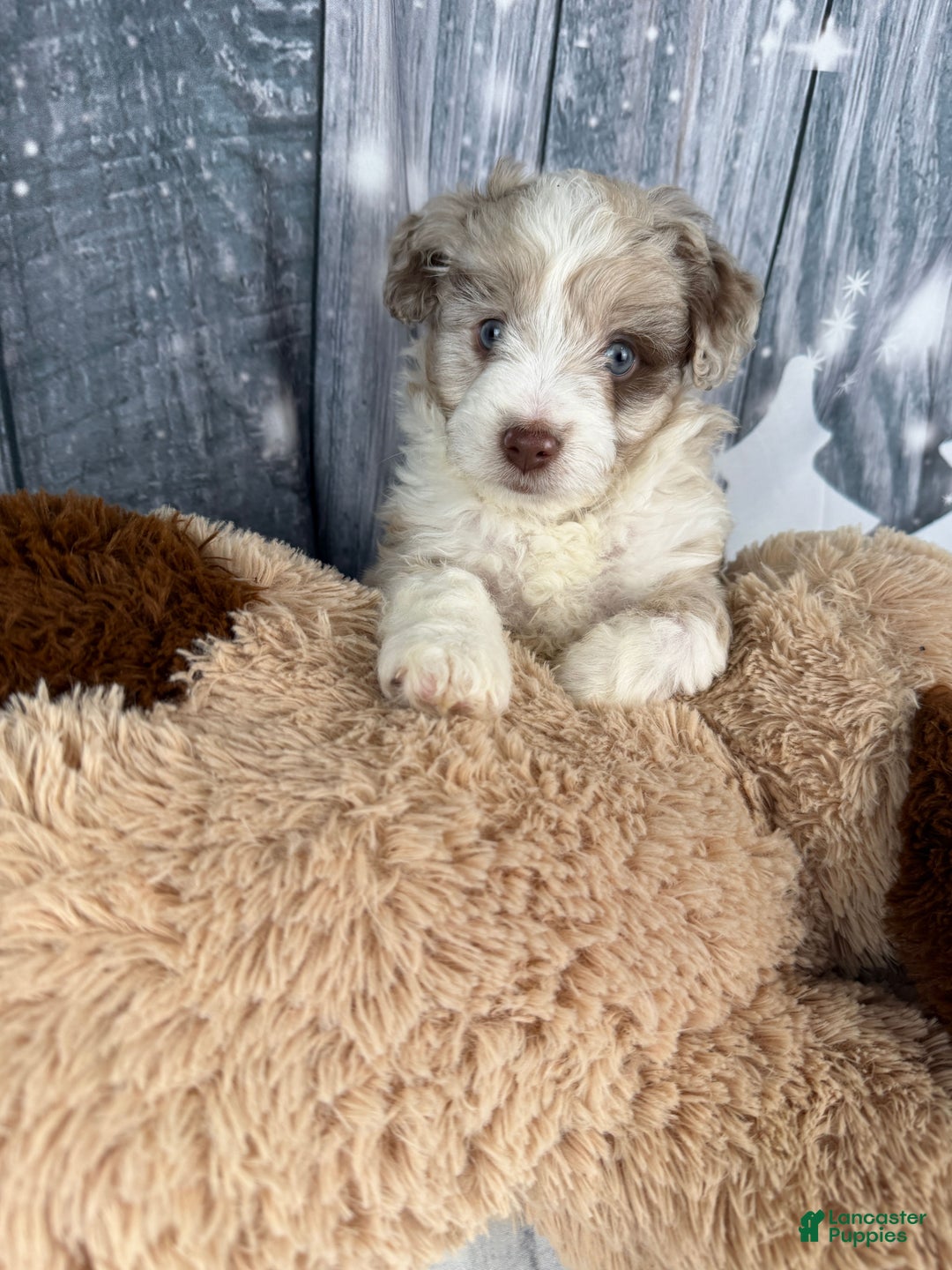 Aussiedoodle dogs for sale: Hendrik - Ad 9