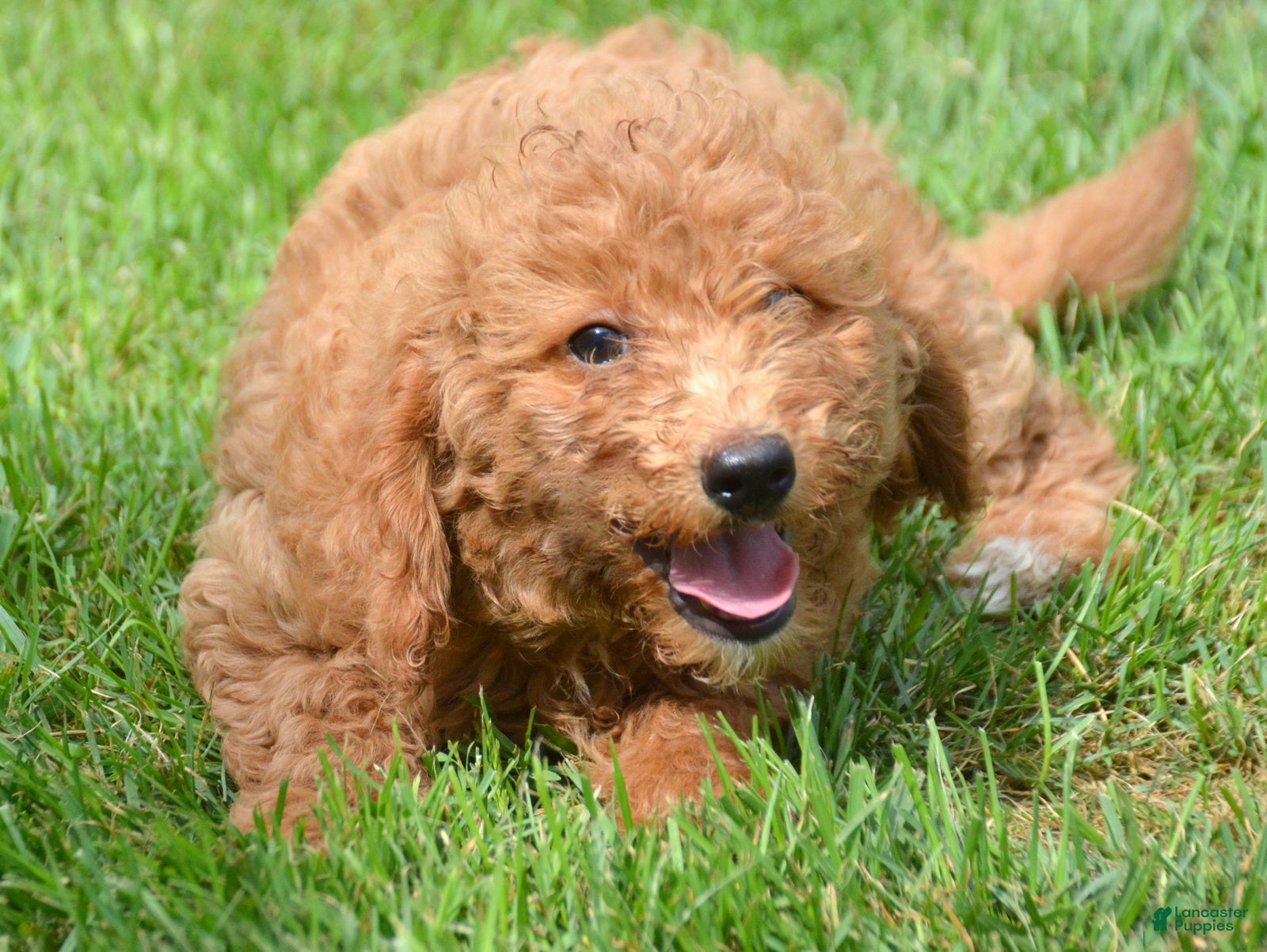 Mini Goldendoodle dogs Deva Mini Goldendoodle 3 - Ad 5