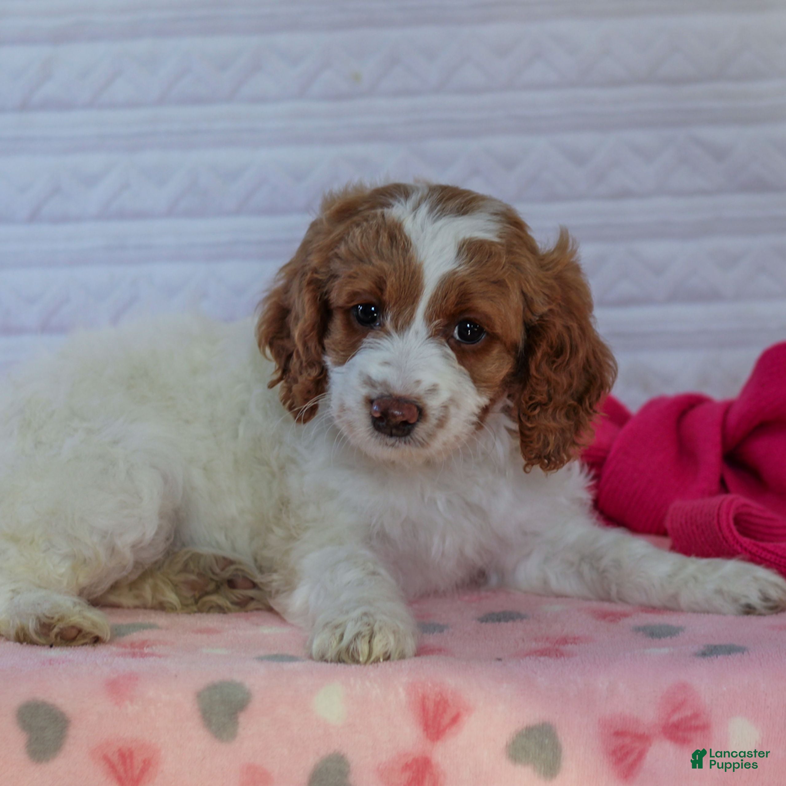 Mini Goldendoodle dogs Juliet  - Ad 2