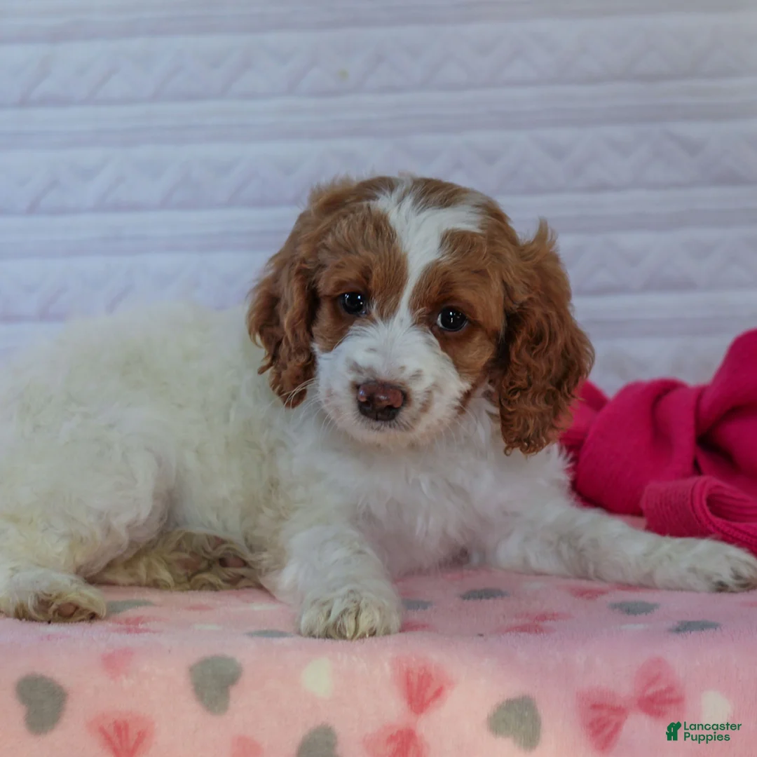 Mini Goldendoodle dogs for sale: Juliet  - Ad 2