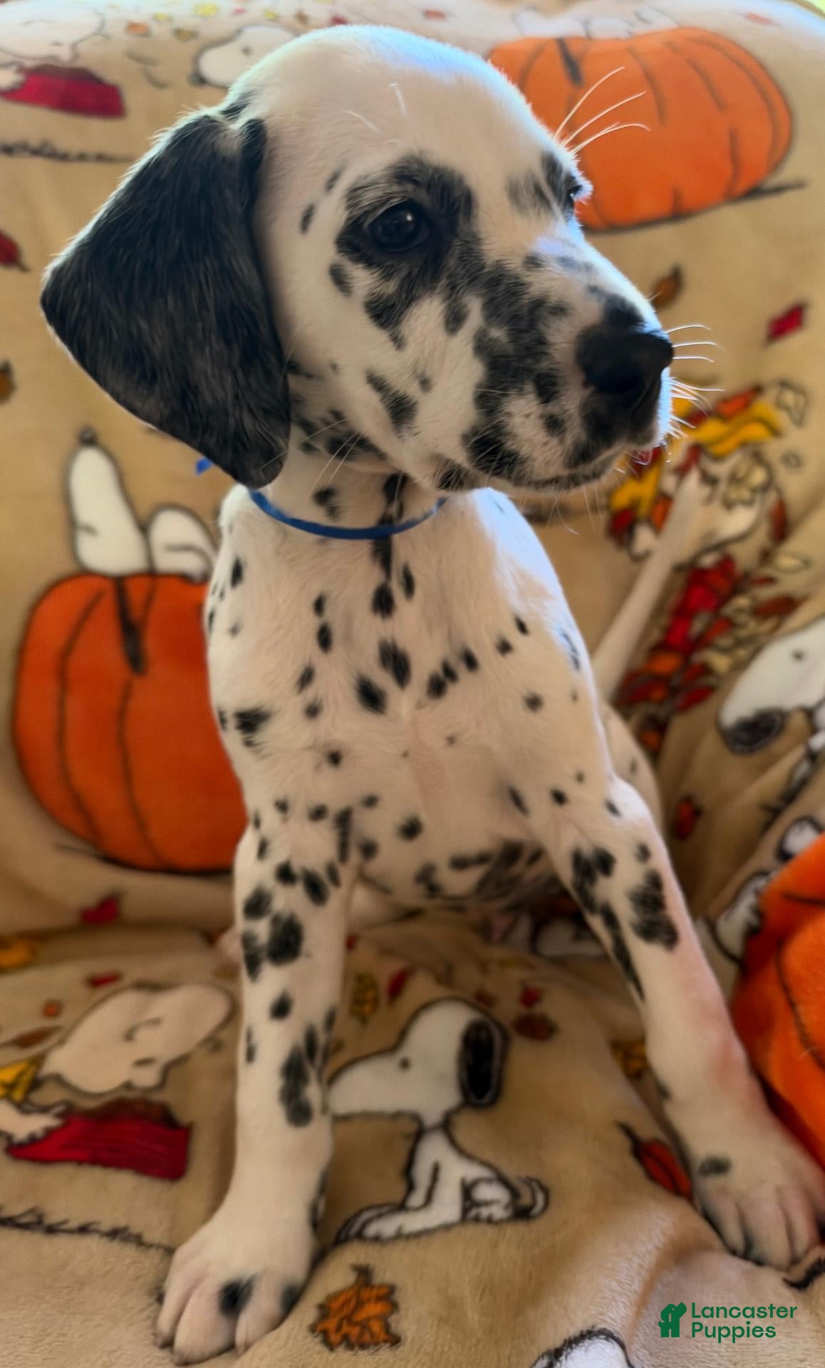 Dalmatian dogs Blue/Purple - Ad 40