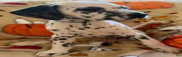 Dalmatian dogs for sale: Blue/Purple - Ad 1