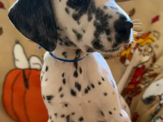 Dalmatian dogs Blue/Purple - Ad 40