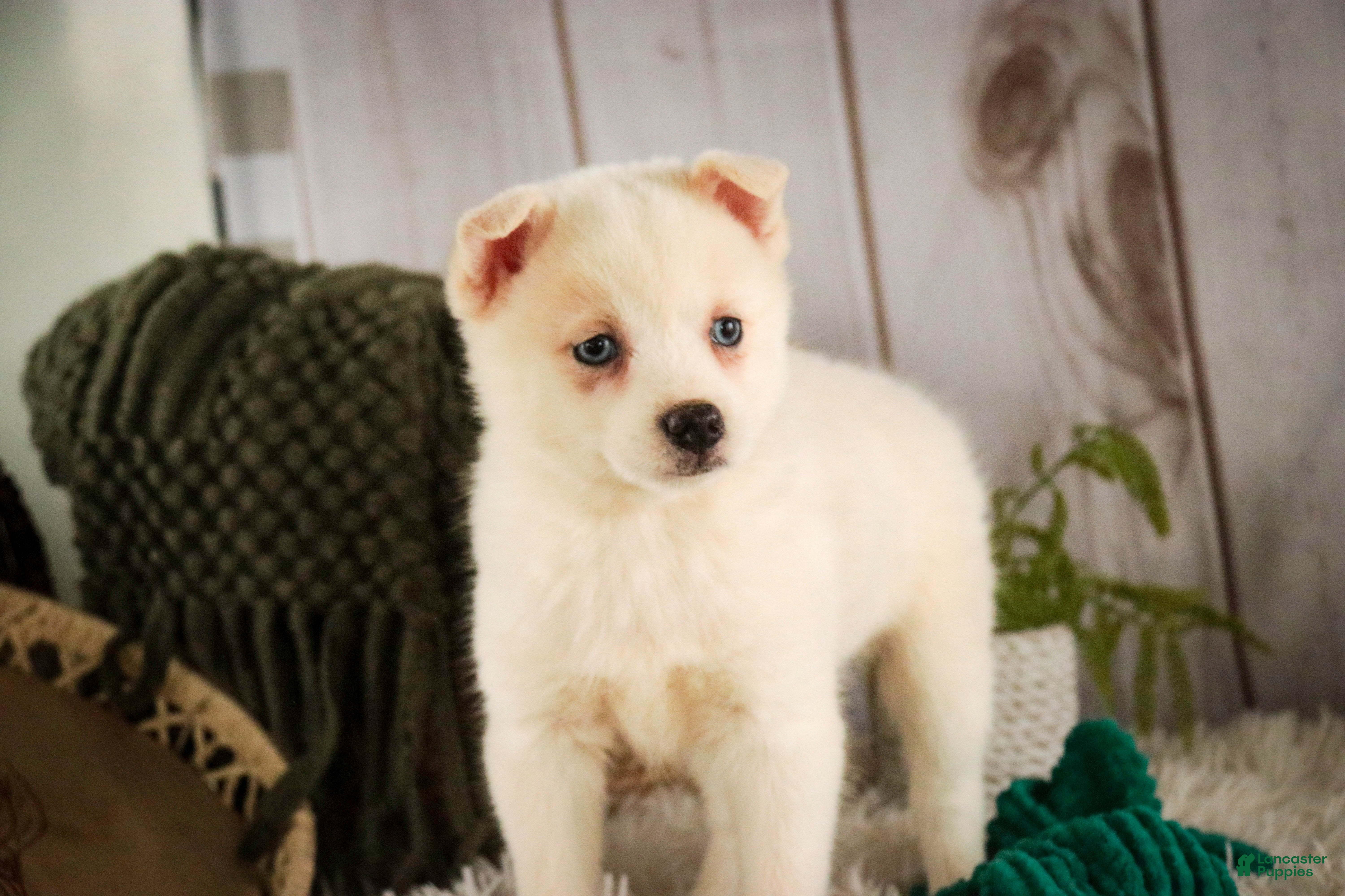 Pomsky dogs Saxon - Ad 2