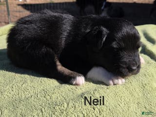 Australian Shepherd dogs Neil - Ad 13