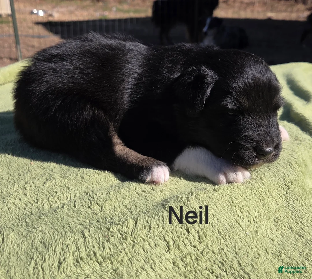 Australian Shepherd dogs for sale: Neil - Ad 1