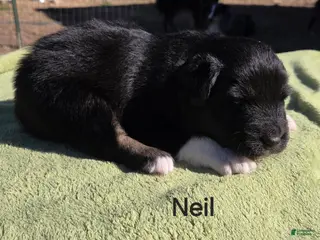 Australian Shepherd dogs Neil - Ad 10