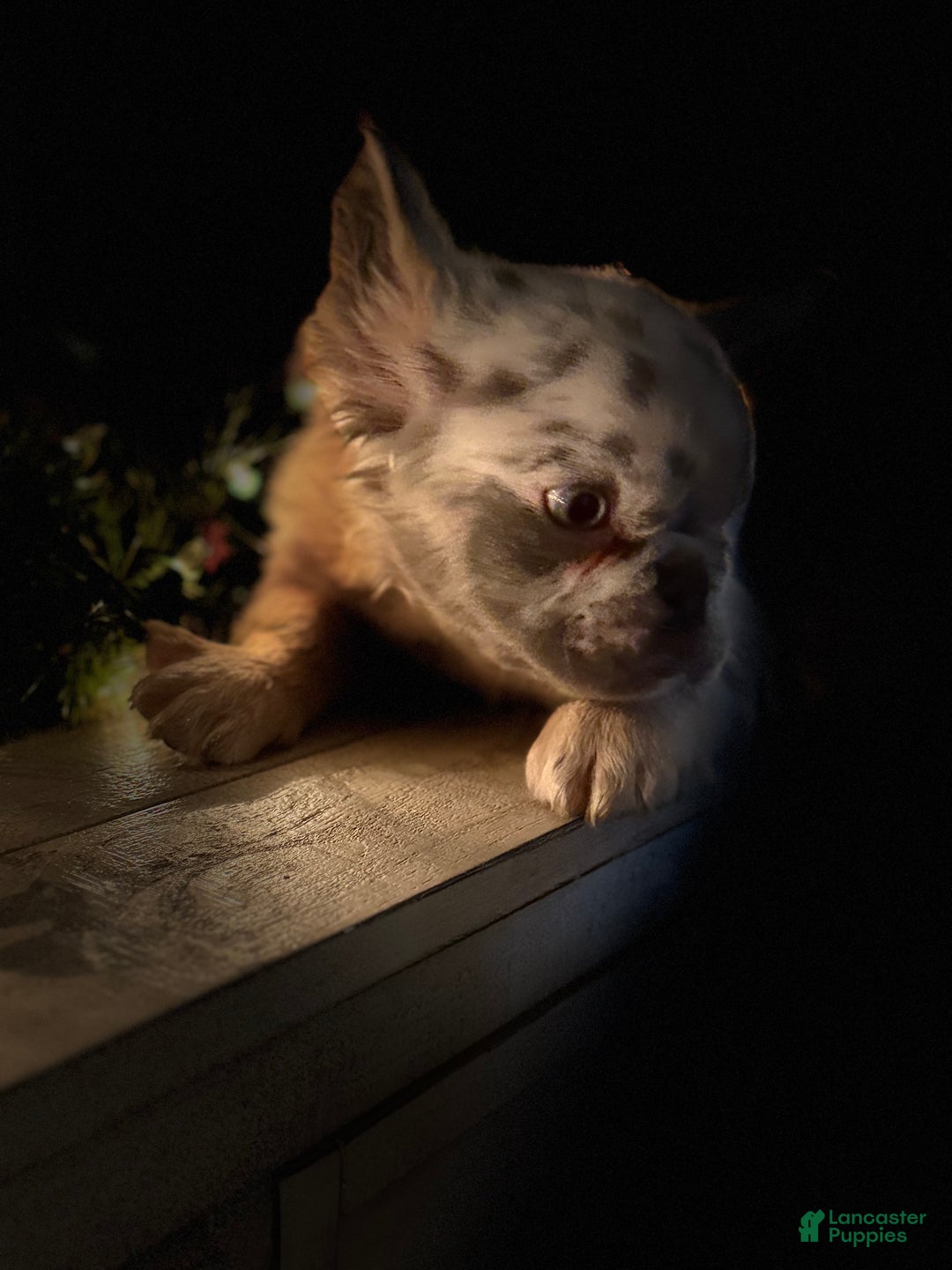 French Bulldog dogs for sale: Holly - Ad 5