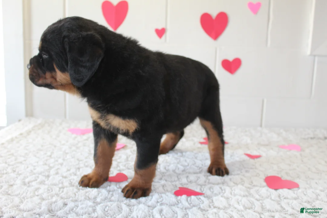 Rottweiler dogs for sale: Chloe - Ad 3