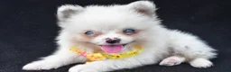 Pomeranian dogs for sale: Syl - Ad 1
