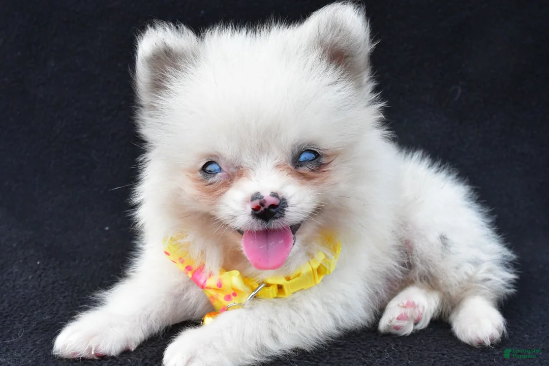 Pomeranian dogs for sale: Syl - Ad 1