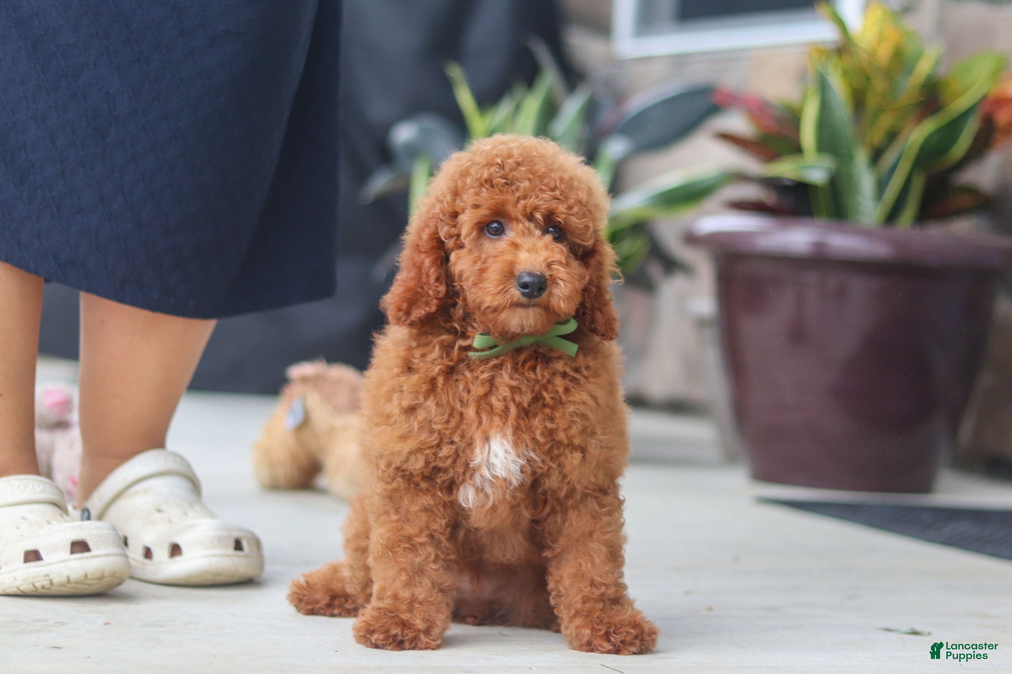 Miniature Poodle dogs Bo - Ad 1