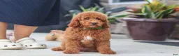 Miniature Poodle dogs for sale: Bo - Ad 1