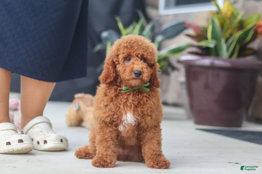 Miniature Poodle dogs for sale: Bo - Ad 1