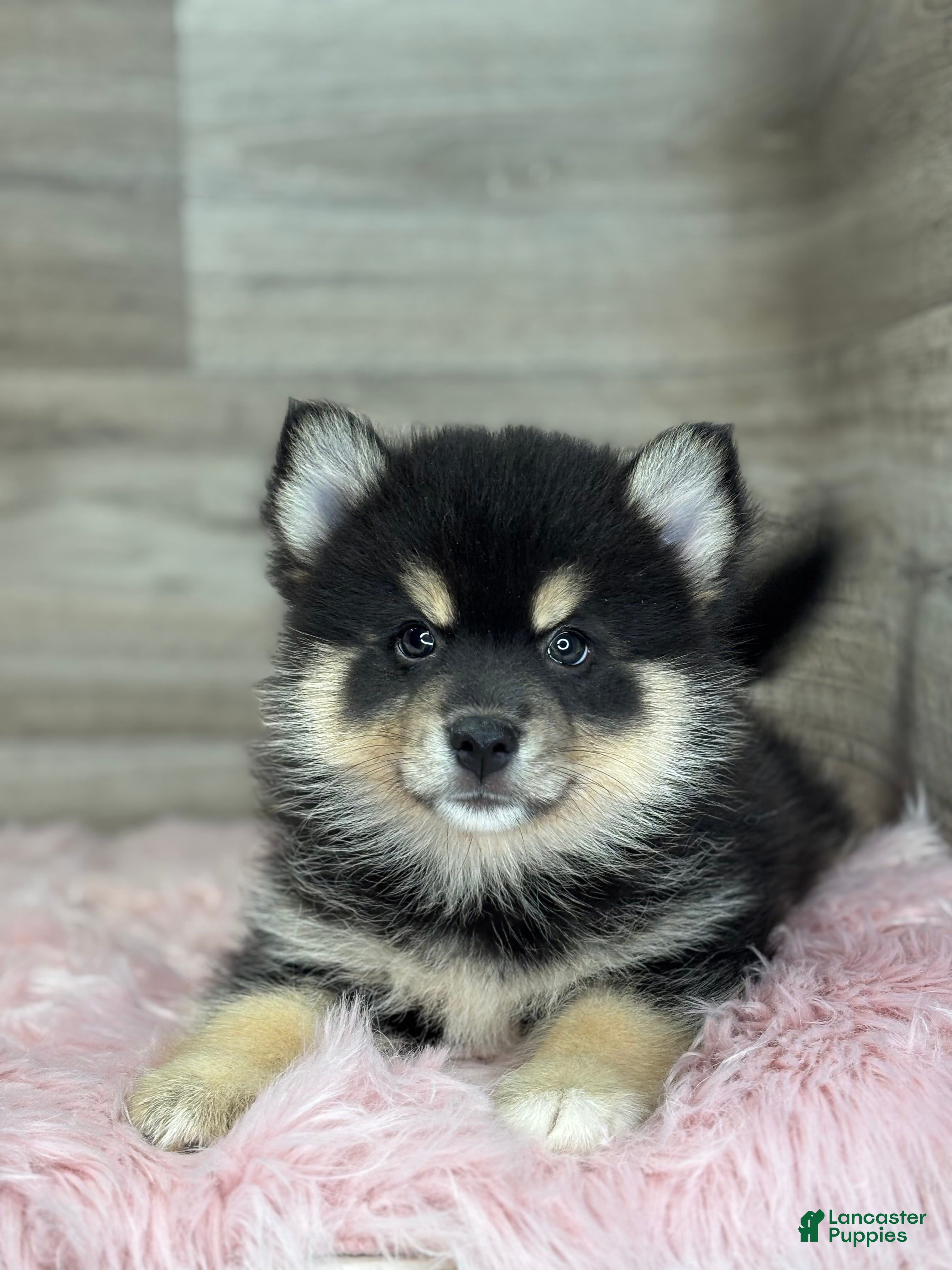 Pomsky dogs Samuel - Ad 1