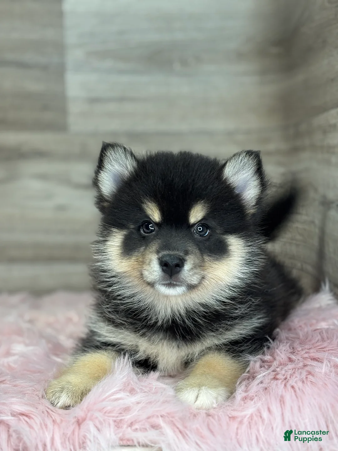 Pomsky dogs for sale: Samuel - Ad 1