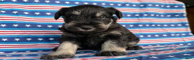 Kayla Miniature Schnauzer 